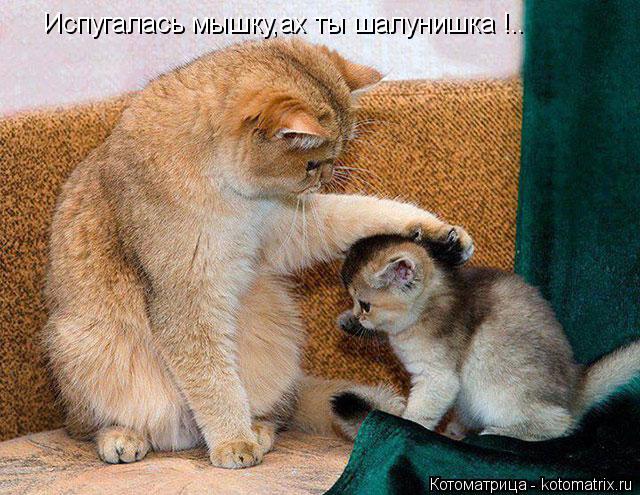 Котоматрица: Испугалась мышку,ах ты шалунишка !..