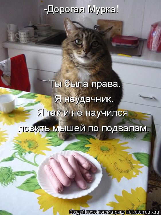 Котоматрица: -Дорогая Мурка! Я так и не научился ловить мышей по подвалам. Ты была права.  Я неудачник.