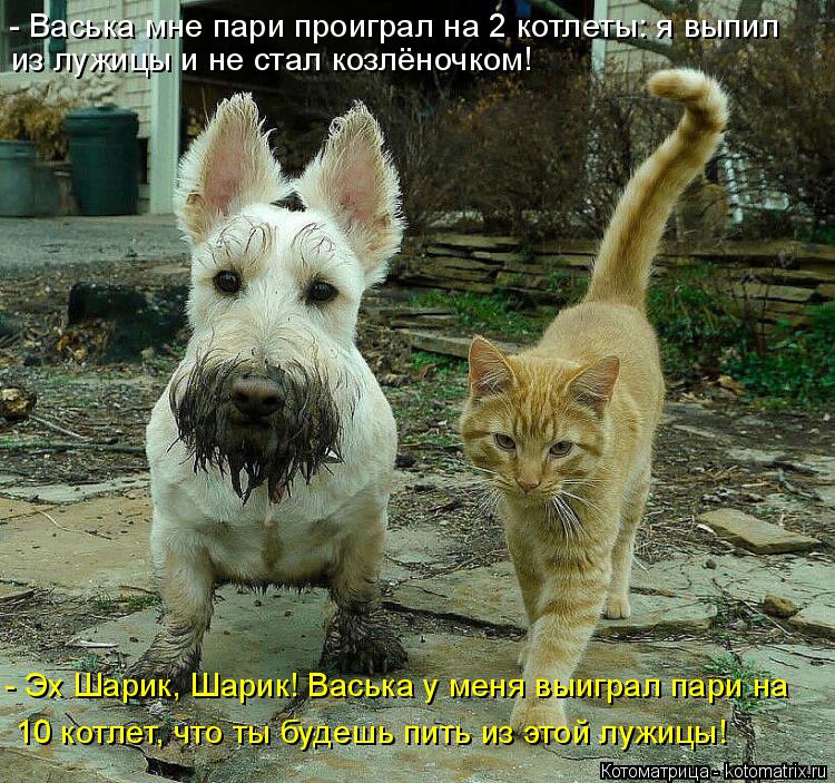 Котоматрица: - Васька мне пари проиграл на 2 котлеты: я выпил из лужицы и не стал козлёночком! - Эх Шарик, Шарик! Васька у меня выиграл пари на 10 котлет, что т