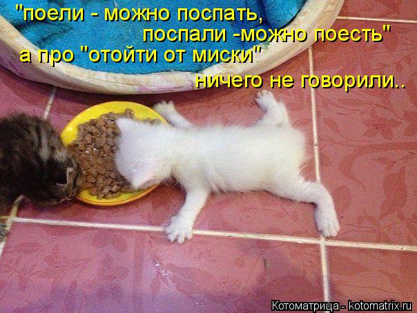 "поели - можно поспать, поспали -можно поесть" а про "отойти от миски" ничего не говорили..... Котоматрица: "поели - можно поспать, поспали -можно поесть" а про "отойти от миски" ничего не говорили..