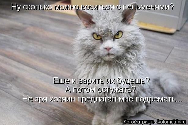 Котоматрица: Ну сколько можно возиться с пельменями? Еще и варить их будешь? А потом остужать? Не зря хозяин предлагал мне подремать...
