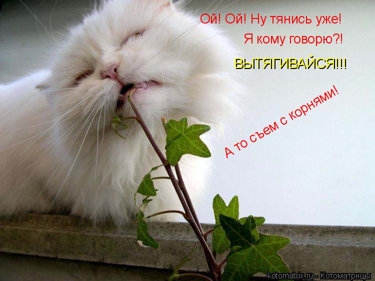 Котоматрица: Ой! Ой! Ну тянись уже!  Я кому говорю?! ВЫТЯГИВАЙСЯ!!! А то съем с корнями!