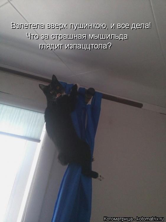 Котоматрица: Взлетела вверх пушинкою, и все дела! Что за страшная мышильда глядит изпаццтола?