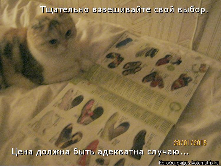 Котоматрица: Тщательно взвешивайте свой выбор. Цена должна быть адекватна случаю...