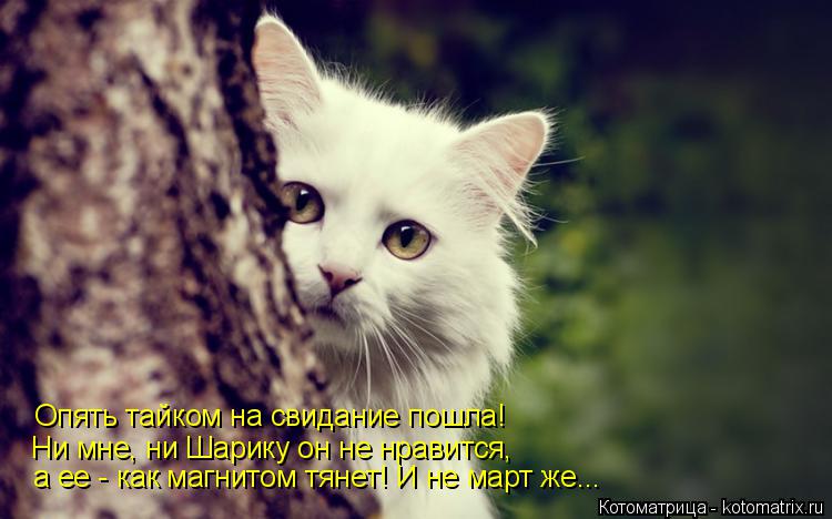 Котоматрица: Опять тайком на свидание пошла! Ни мне, ни Шарику он не нравится, а ее - как магнитом тянет! И не март же...