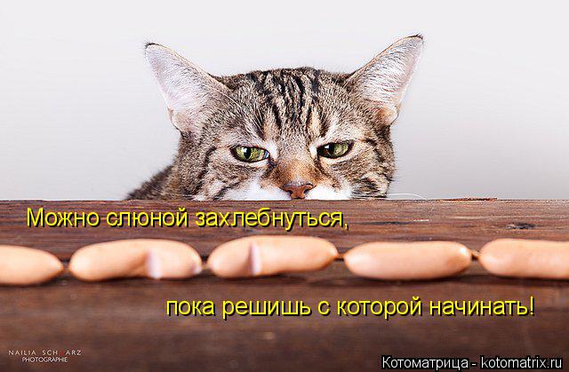 Котоматрица: Можно слюной захлебнуться,  пока решишь с которой начинать!