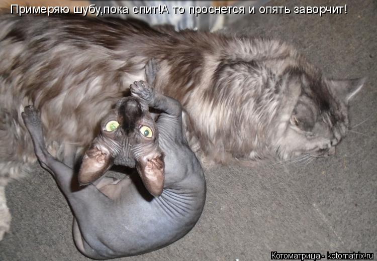 Котоматрица: Примеряю шубу,пока спит!А то проснется и опять заворчит!