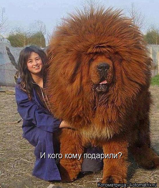 Котоматрица: И кого кому подарили?