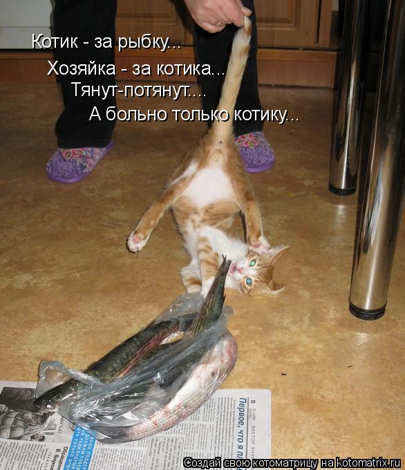 Котоматрица: Котик - за рыбку... Хозяйка - за котика... Хозяйка - за котика... Тянут-потянут.... А больно только котику...