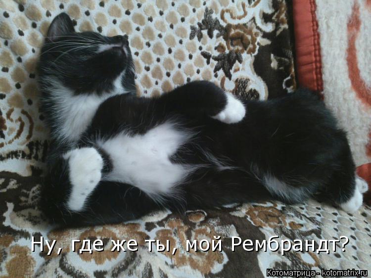 Котоматрица: Ну, где же ты, мой Рембрандт?