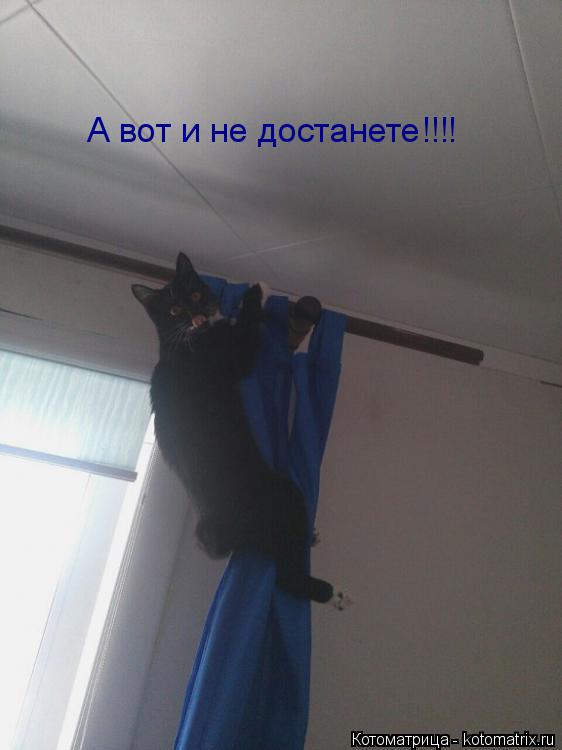 Котоматрица: А вот и не достанете!!!!