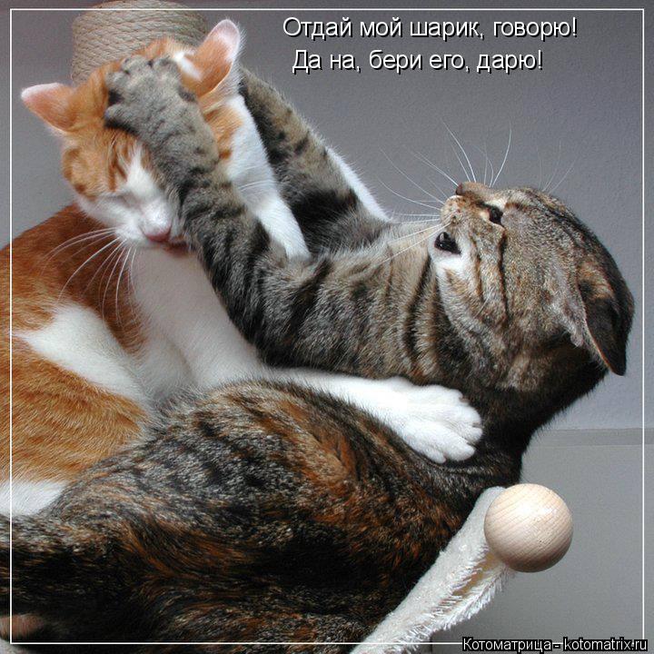 Котоматрица: Отдай мой шарик, говорю! Да на, бери его, дарю!