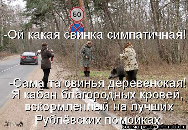 Котоматрица: -Ой какая свинка симпатичная! -Сама та свинья деревенская! Я кабан благородных кровей, вскормленный на лучших Рублёвских помойках.
