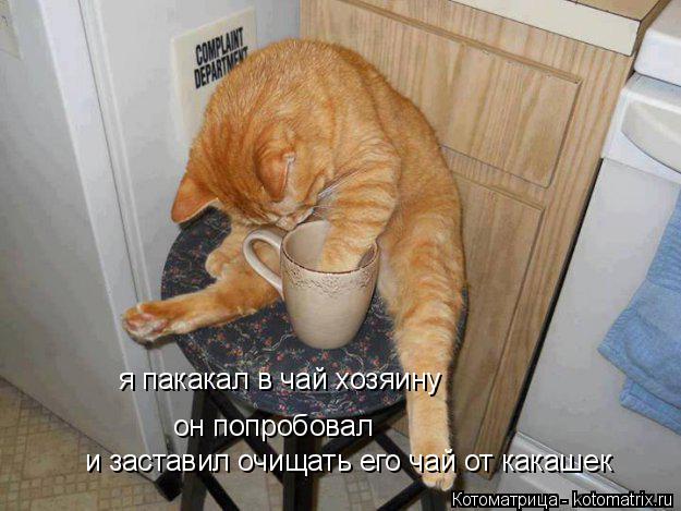 Котоматрица: я пакакал в чай хозяину он попробовал и заставил очищать его чай от какашек