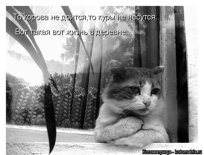Котоматрица: То корова не доится,то куры не несутся... Вот такая вот жизнь в деревне...