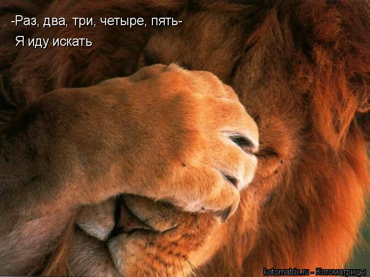 Котоматрица: -Раз, два, три, четыре, пять- Я иду искать