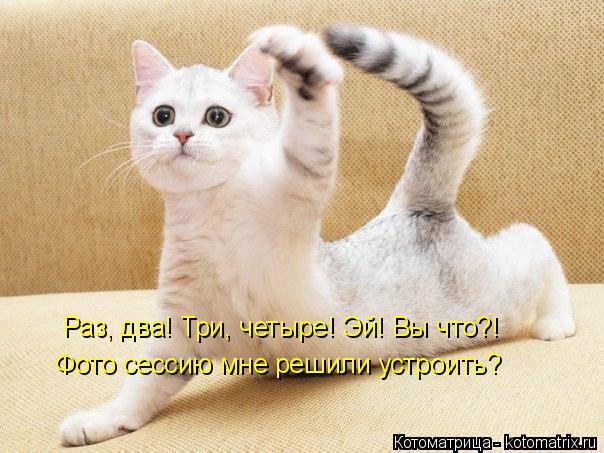 Котоматрица: Раз, два! Три, четыре! Эй! Вы что?!    Фото сессию мне решили устроить?