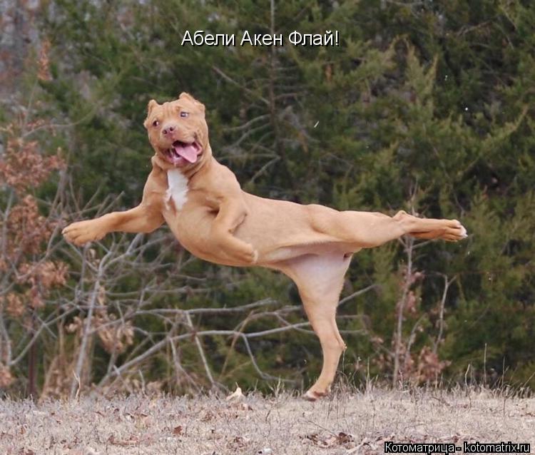 Котоматрица: Абели Акен Флай!