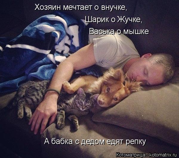 Котоматрица: Хозяин мечтает о внучке, Шарик о Жучке, Васька о мышке А бабка с дедом едят репку