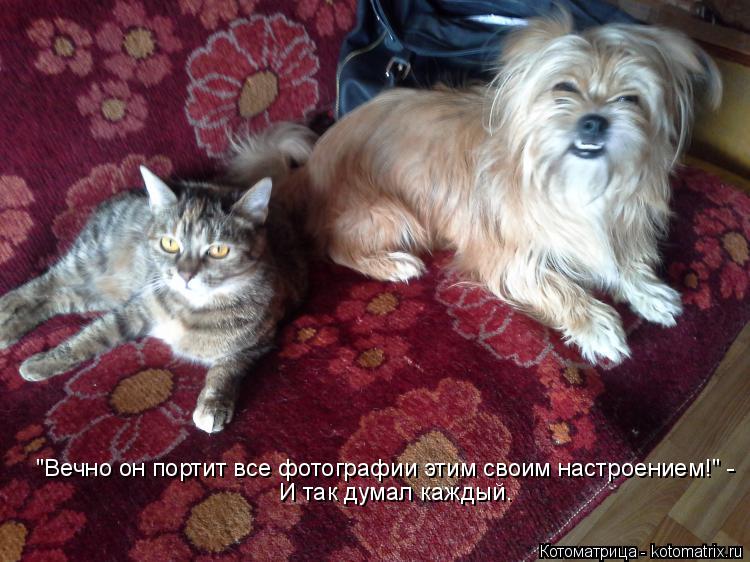 Котоматрица: "Вечно он портит все фотографии этим своим настроением!" - И так думал каждый.
