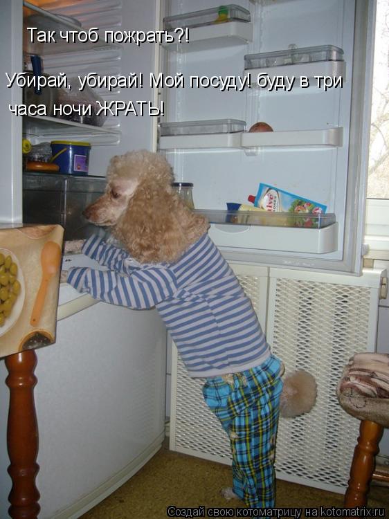 Котоматрица: Так чтоб пожрать?! Убирай, убирай! Мой посуду! буду в три часа ночи ЖРАТЬ!