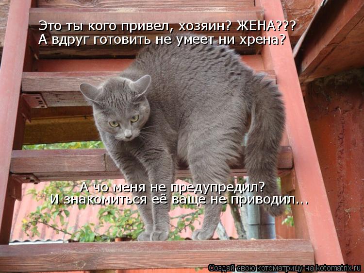 Котоматрица: Это ты кого привел, хозяин? ЖЕНА??? А чо меня не предупредил? А вдруг готовить не умеет ни хрена? И знакомиться её ваще не приводил...