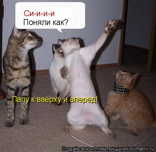 Котоматрица: Си-и-и-и Поняли как? Лапу к вверху и вперёд!