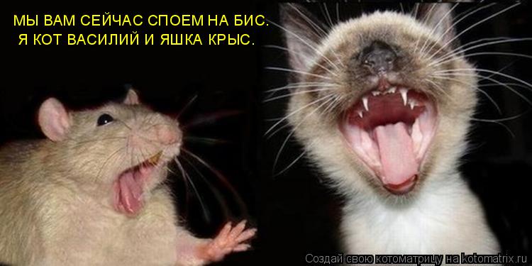 Котоматрица: МЫ ВАМ СЕЙЧАС СПОЕМ НА БИС. Я КОТ ВАСИЛИЙ И ЯШКА КРЫС.