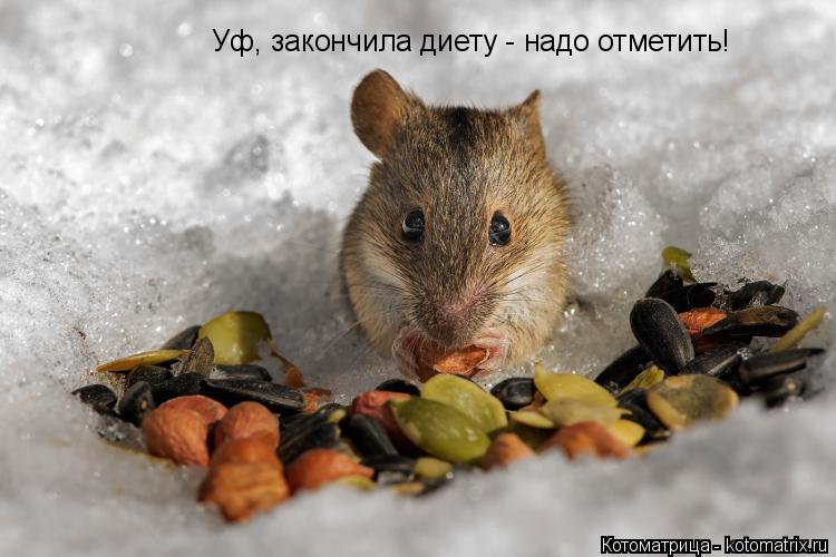 Котоматрица: Уф, закончила диету - надо отметить!