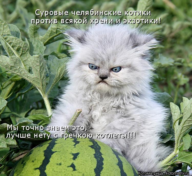 Котоматрица: Суровые челябинские котики против всякой хрени и экзотики! Мы точно знаем это, лучше нету с гречкою котлеты!!!