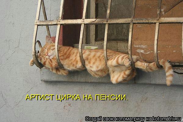 Котоматрица: АРТИСТ ЦИРКА НА ПЕНСИИ.