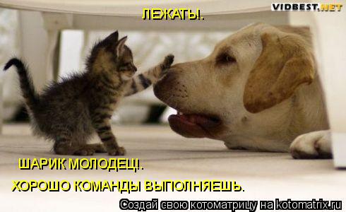 Котоматрица: ХОРОШО КОМАНДЫ ВЫПОЛНЯЕШЬ.  ЛЕЖАТЬ!.  ШАРИК МОЛОДЕЦ!.