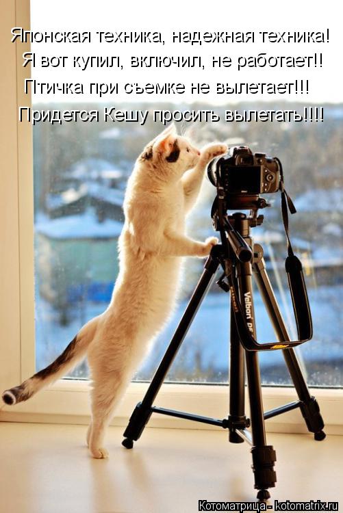 Котоматрица: Птичка при съемке не вылетает!!! Я вот купил, включил, не работает!! Японская техника, надежная техника! Придется Кешу просить вылетать!!!!