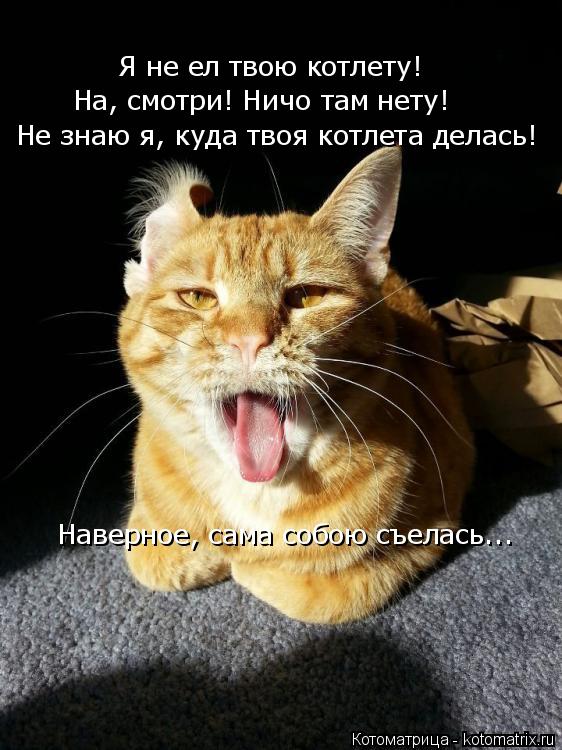 Котоматрица: Я не ел твою котлету! На, смотри! Ничо там нету! Не знаю я, куда твоя котлета делась! Наверное, сама собою съелась...