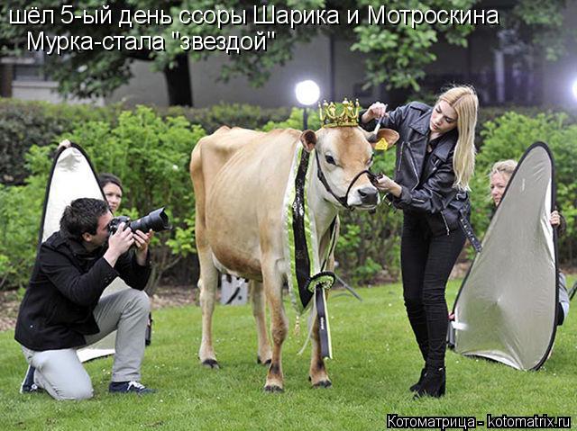 Котоматрица: шёл 5-ый день ссоры Шарика и Мотроскина Мурка-стала "звездой"