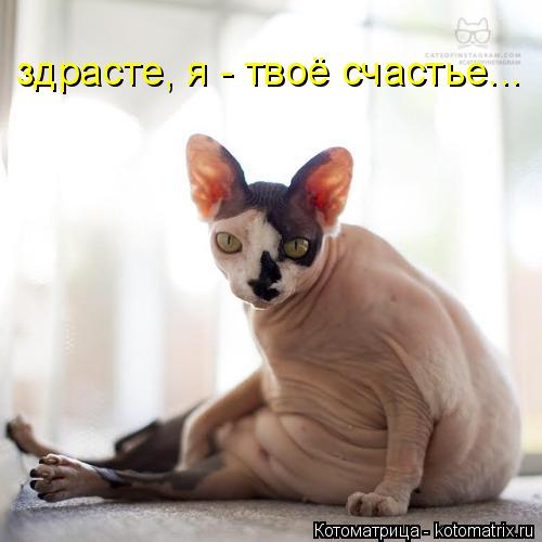 Котоматрица: здрасте, я - твоё счастье...