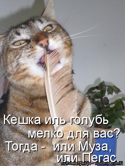 Котоматрица: Кешка иль голубь мелко для вас? Тогда -  или Муза, или Пегас.