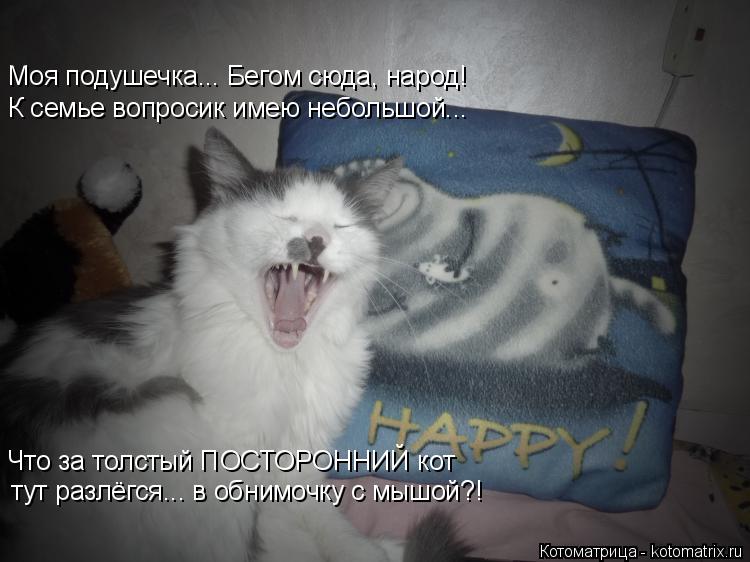 Котоматрица: Моя подушечка... Бегом сюда, народ! К семье вопросик имею небольшой... Что за толстый ПОСТОРОННИЙ кот тут разлёгся... в обнимочку с мышой?!