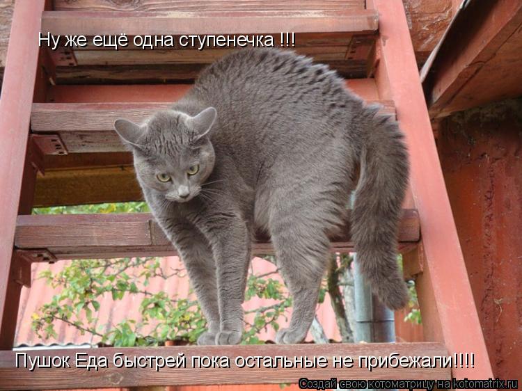 Котоматрица: Ну же ещё одна ступенечка !!! Пушок Еда быстрей пока остальные не прибежали!!!!