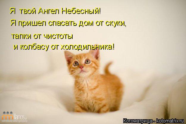 Котоматрица: Я  твой Ангел Небесный! тапки от чистоты и колбасу от холодильника! Я пришел спасать дом от скуки,