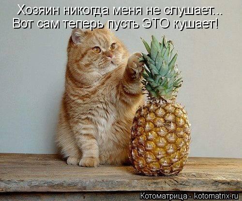 Котоматрица: Хозяин никогда меня не слушает... Вот сам теперь пусть ЭТО кушает!