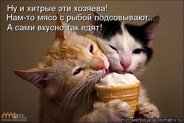 Котоматрица: Ну и хитрые эти хозяева! А сами вкусно так едят! Нам-то мясо с рыбой подсовывают...