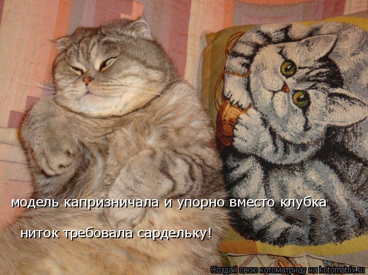 модель капризничала и упорно вместо клубка ниток требовала сардельку!... Котоматрица: модель капризничала и упорно вместо клубка ниток требовала сардельку!