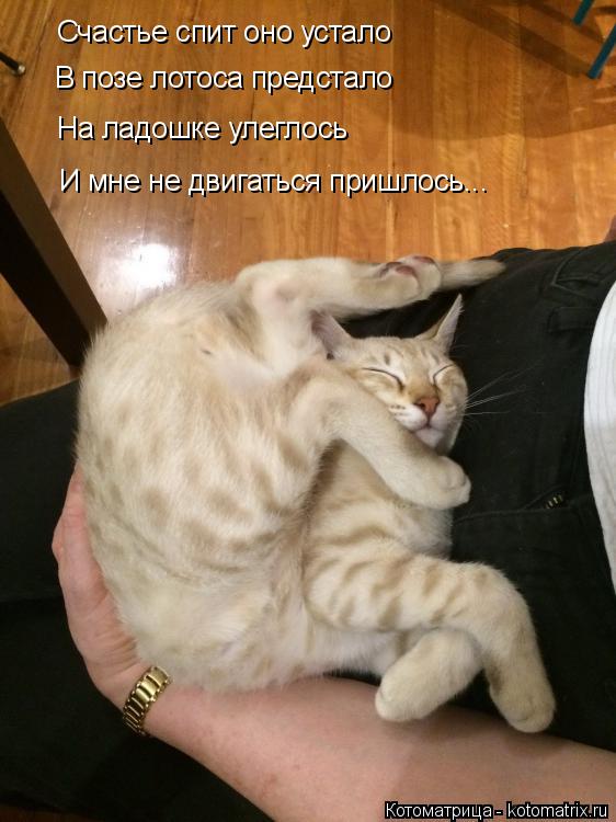 Котоматрица: Счастье спит оно устало В позе лотоса предстало И мне не двигаться пришлось... На ладошке улеглось