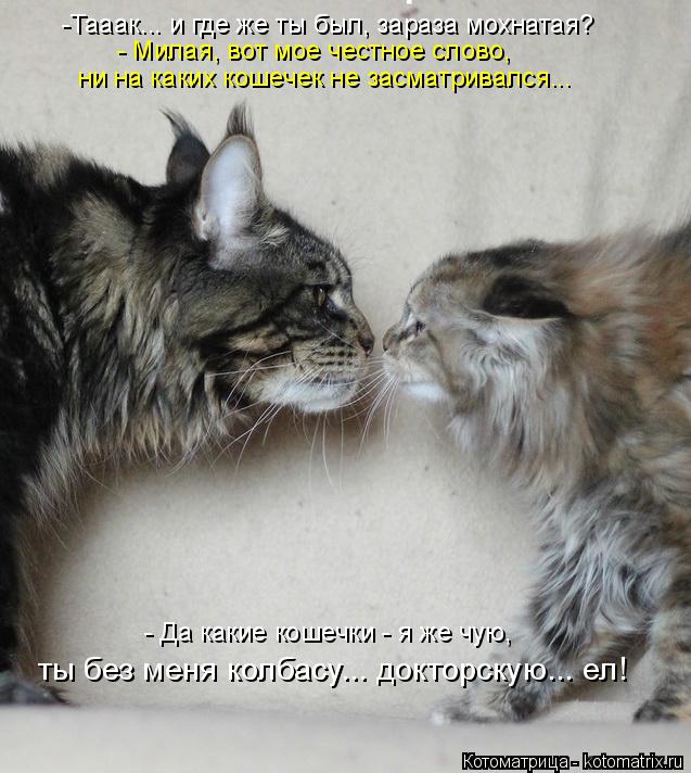 -Тааак... и где же ты был, зараза мохнатая? - Милая, вот мое честное слово, ни на каких кошечек не за... Котоматрица: -Тааак... и где же ты был, зараза мохнатая? - Милая, вот мое честное слово, ни на каких кошечек не засматривался... - Да какие кошечки - я же чую, т