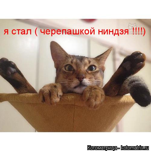 Котоматрица: я стал ( черепашкой ниндзя !!!!)
