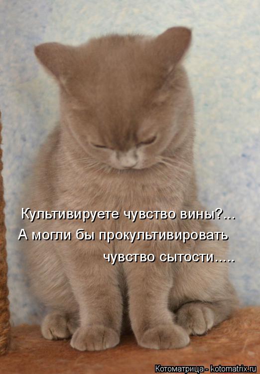 Котоматрица: Культивируете чувство вины?... А могли бы прокультивировать чувство сытости.....