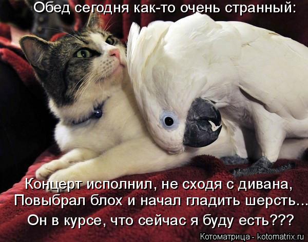 Котоматрица: Обед сегодня как-то очень странный: Концерт исполнил, не сходя с дивана, Повыбрал блох и начал гладить шерсть... Он в курсе, что сейчас я буду 