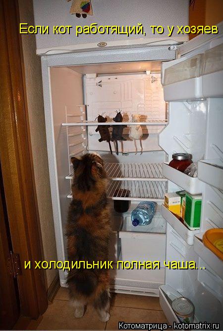Если кот работящий, то у хозяев и холодильник полная чаша...... Котоматрица: Если кот работящий, то у хозяев и холодильник полная чаша...