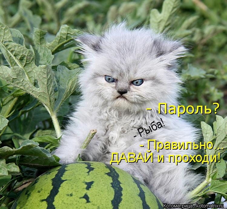 Котоматрица: - Пароль? - Рыба! ДАВАЙ и проходи! - Правильно...